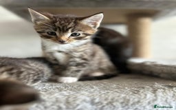 Maine Coon cats for sale: Gorgeous Maine Coon cross Bengal Kittens  - Image 3