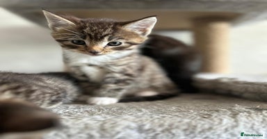 Maine Coon cats - Advert 7