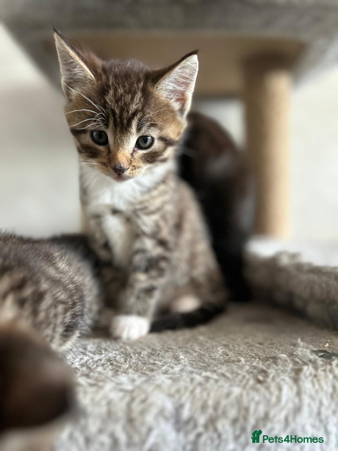 Maine Coon cats for sale: Gorgeous Maine Coon cross Bengal Kittens  - Image 3