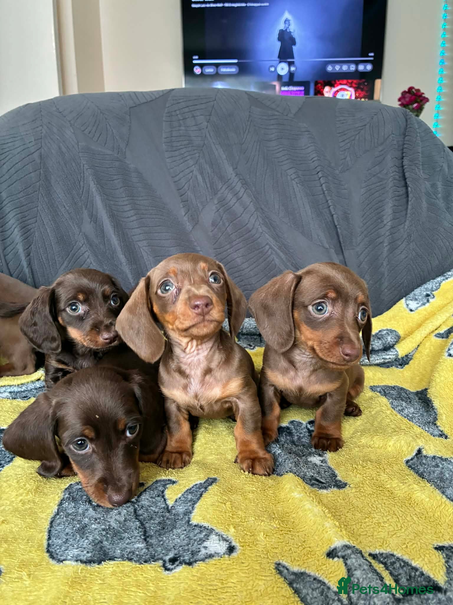 Miniature Dachshund dogs 6 gorgeous M Dachshunds - Advert 2
