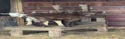 Goats livestock for sale: Goldern Gurnsey/Bagot - Advert 5