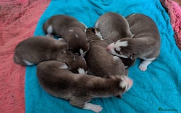 Siberian Husky dogs for sale: Beautiful Siberian Huskies - Image 3