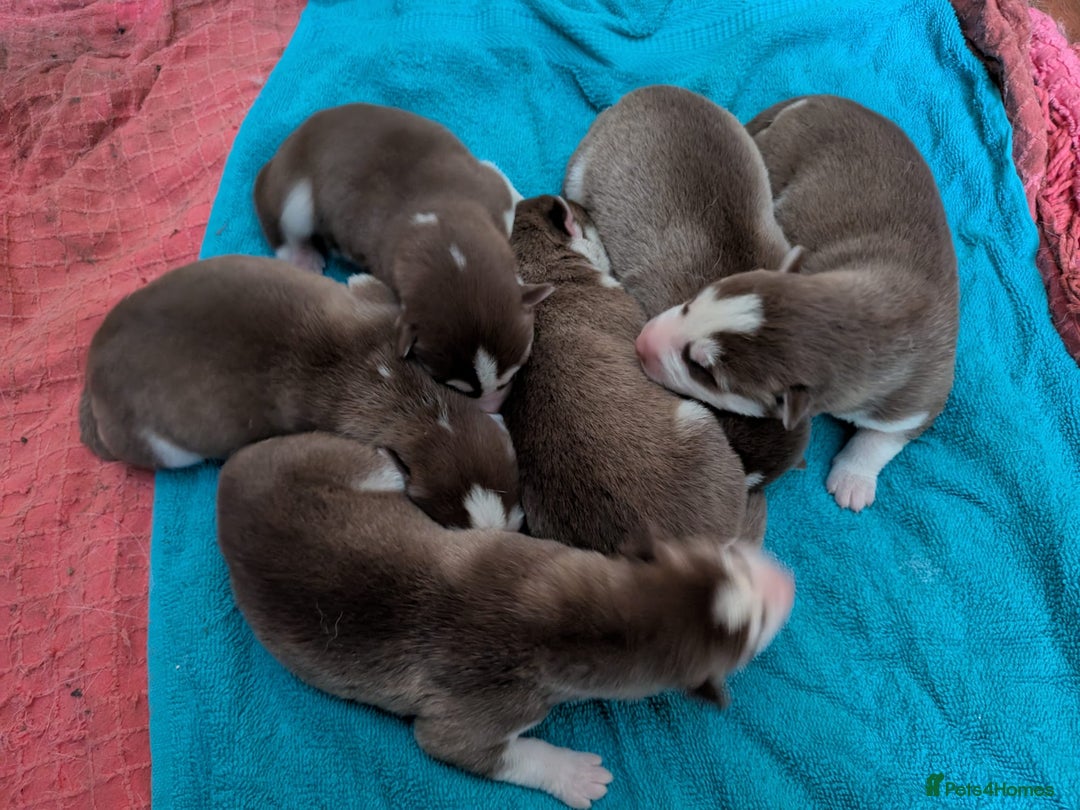 Siberian Husky dogs for sale: Beautiful Siberian Huskies - Image 3