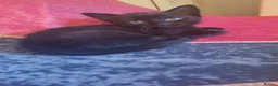 Mixed Breed cats for sale: 3 adorable Kittens  in Ipswich - Advert 6