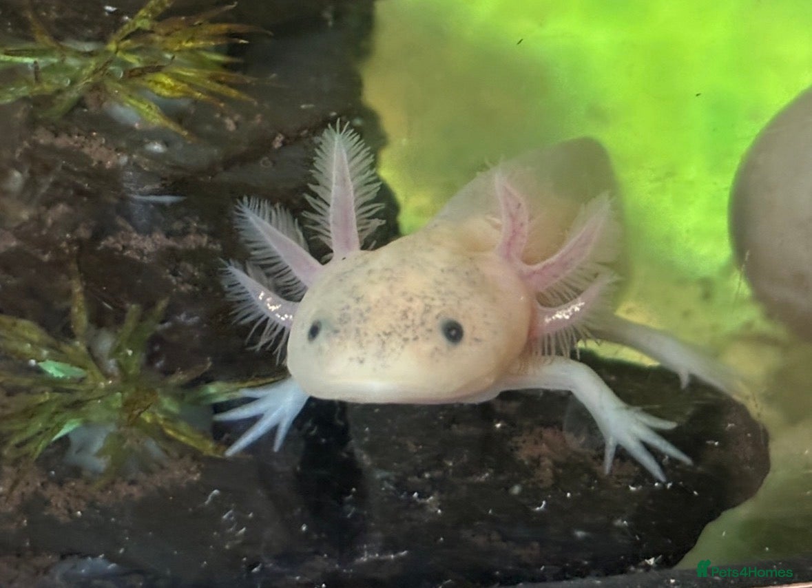 Axolotl reptiles Baby axolotl for sale  - Advert 1