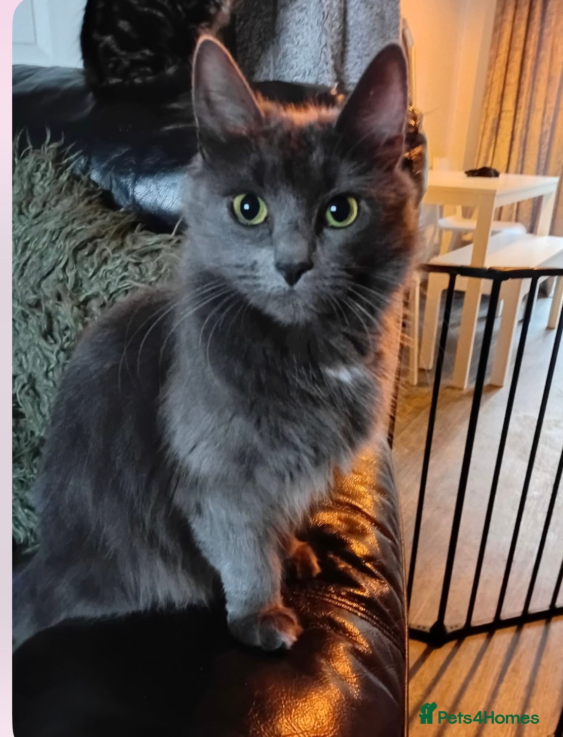 Mixed Breed cats Kittens ready to leave  - Advert 3