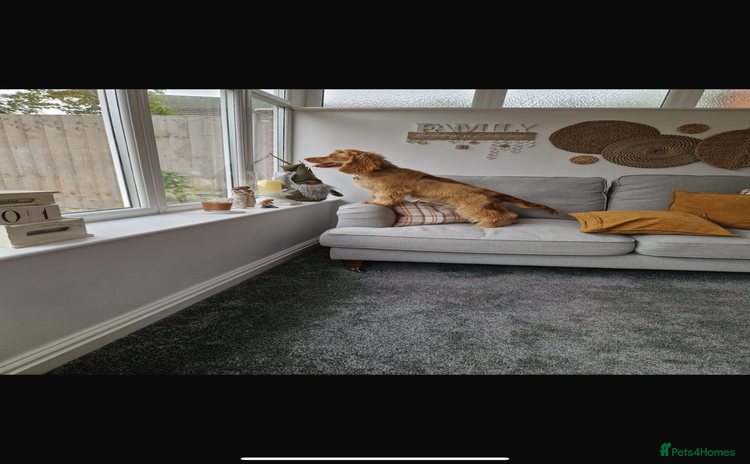 Cocker Spaniel dogs - Advert 4