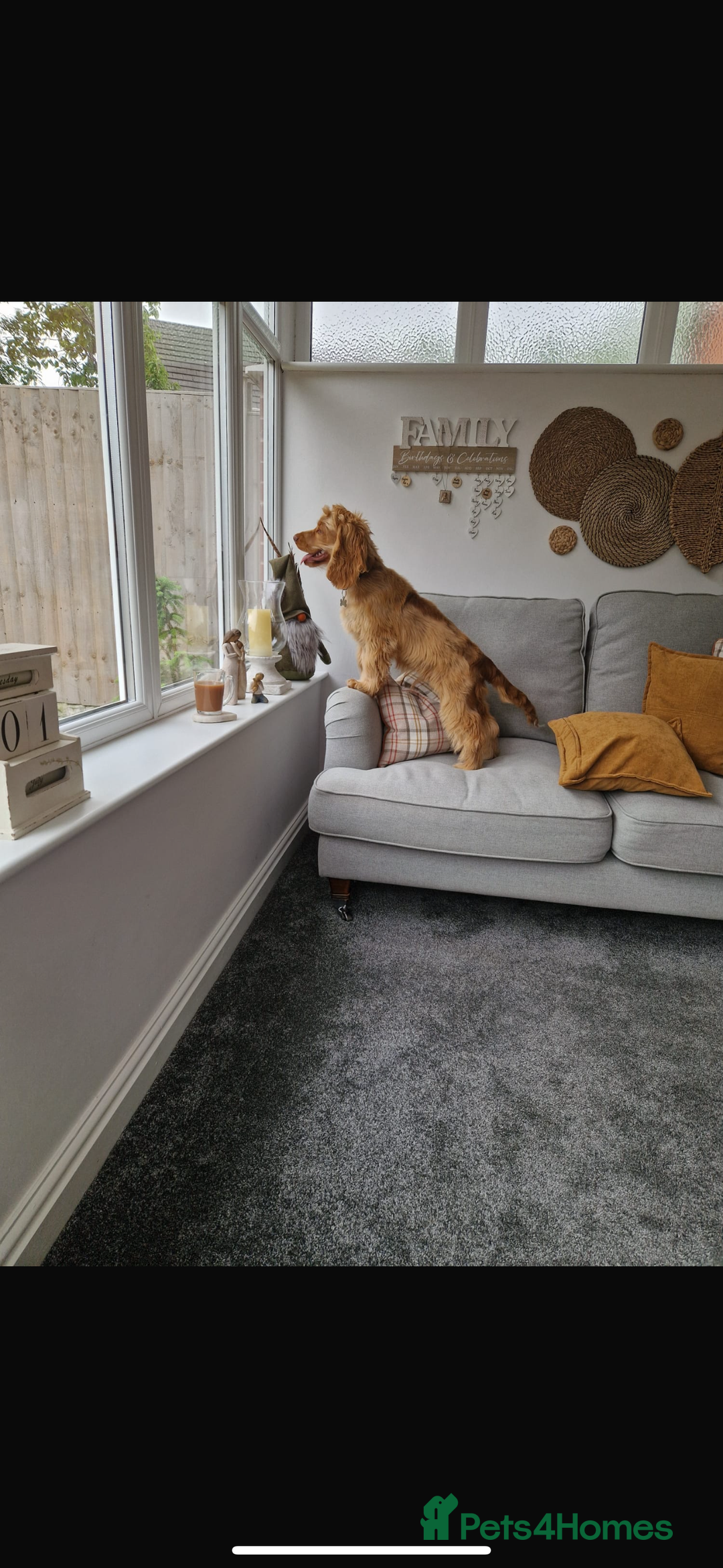 Cocker Spaniel dogs for sale: 7 month old show cocker  - Image 1