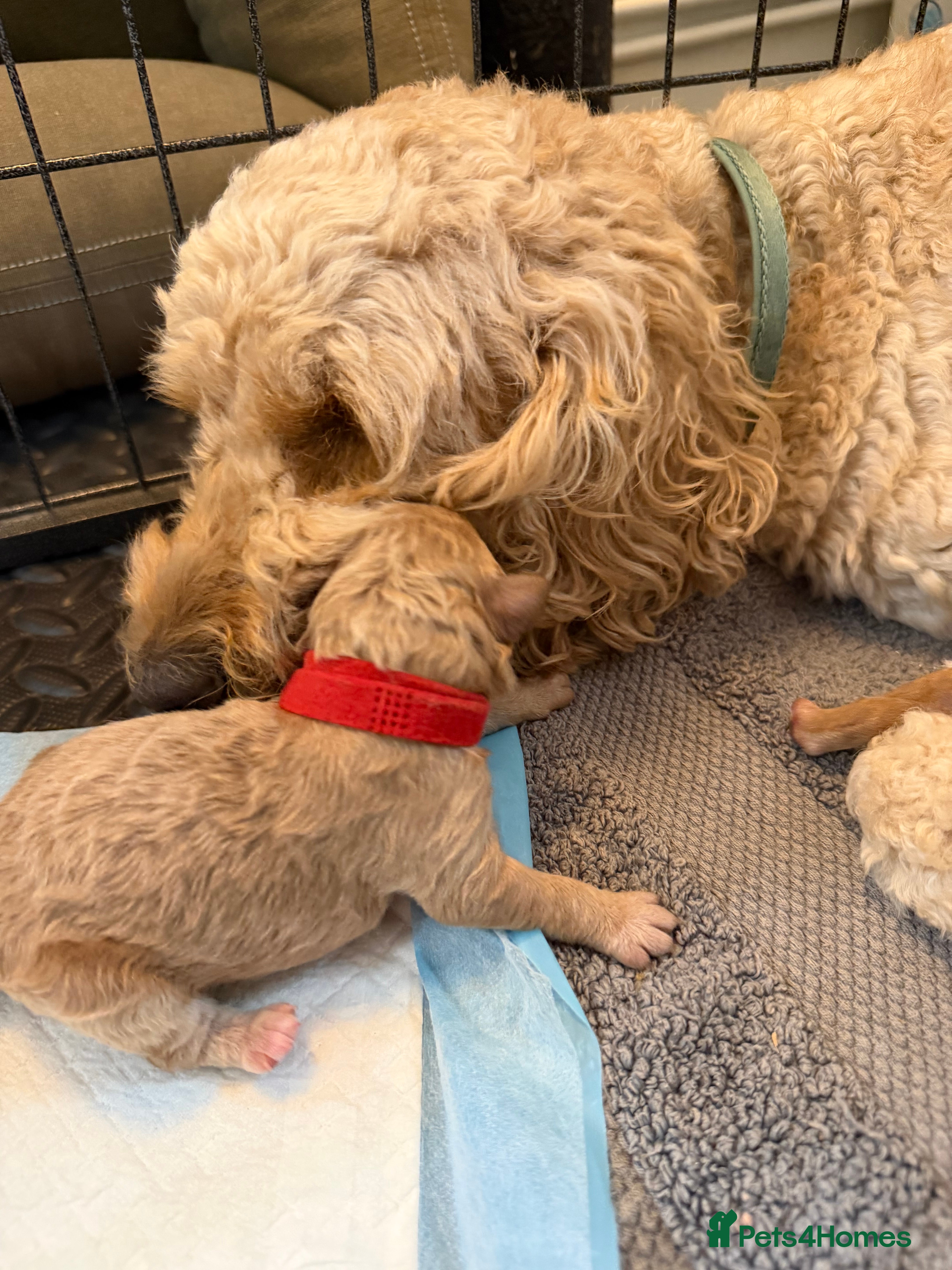 Mixed Breed dogs 🐾 Australian Double Doodle Puppies Expected 🐾 - Advert 2