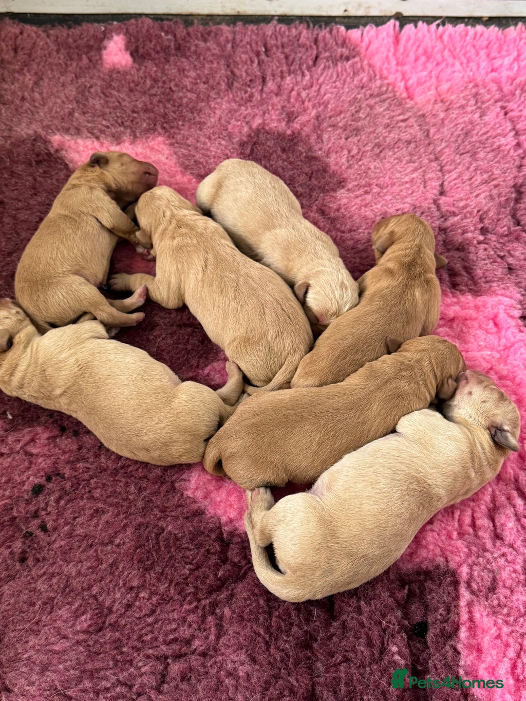 Labrador Retriever dogs for sale: Amazing KC Labradors fully health tested parents  - Advert 16