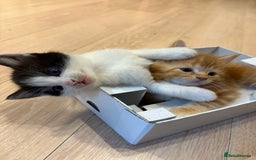 Mixed Breed cats for sale: 3 friendly fluffy female kittens for sale - Image 7