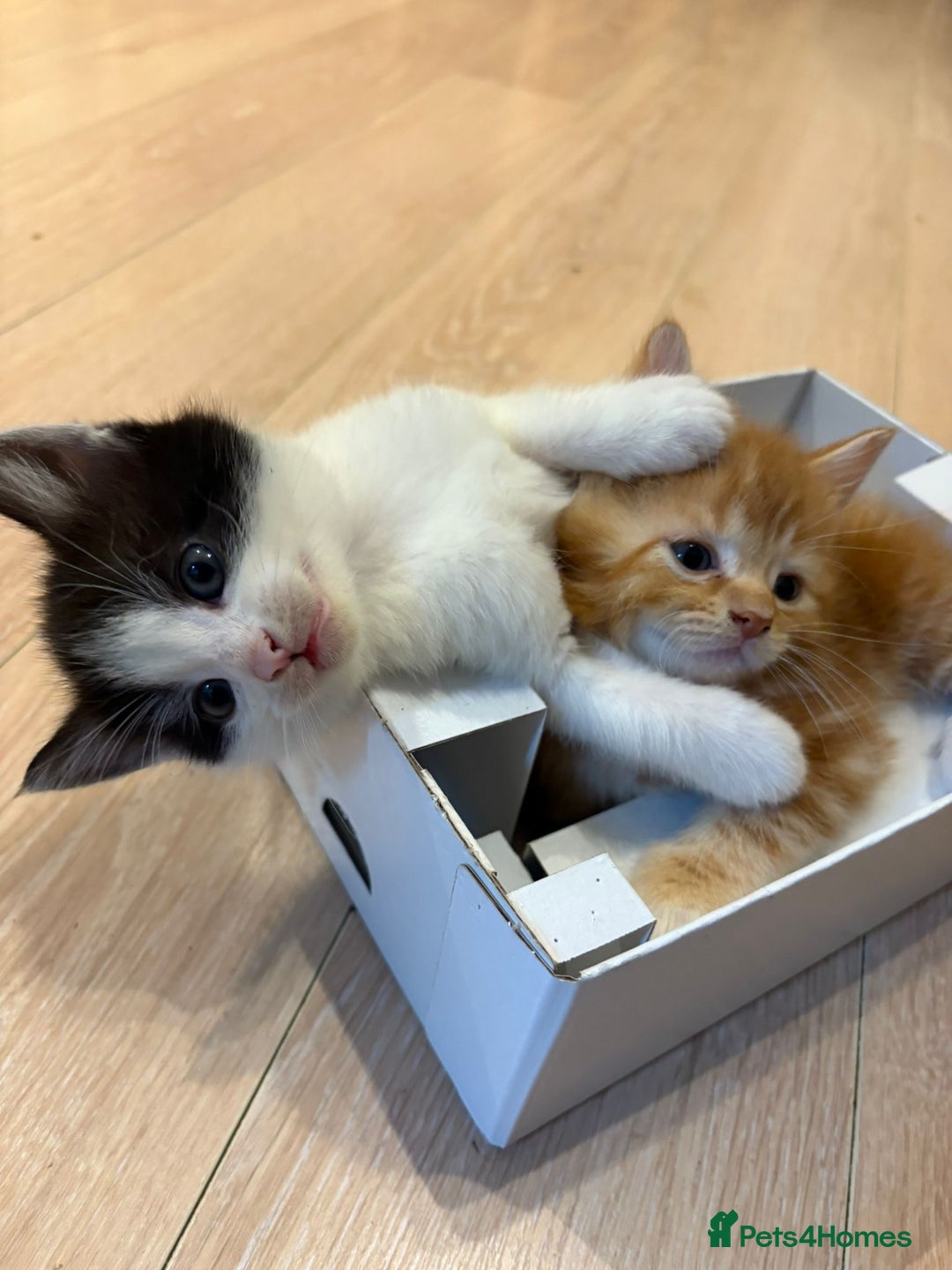 Mixed Breed cats for sale: 3 friendly fluffy female kittens for sale - Image 7