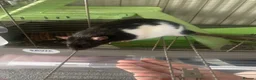 Rat rodents for sale: Two male fancy rats  in Ilford - Advert 6
