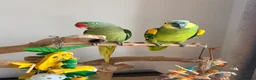 Ringnecks birds for sale: Extremely hand tamed Alexandra parrot  - Advert 4