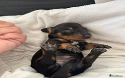 Dachshund dogs for sale: Litter of standard Dachshund  - Image 29