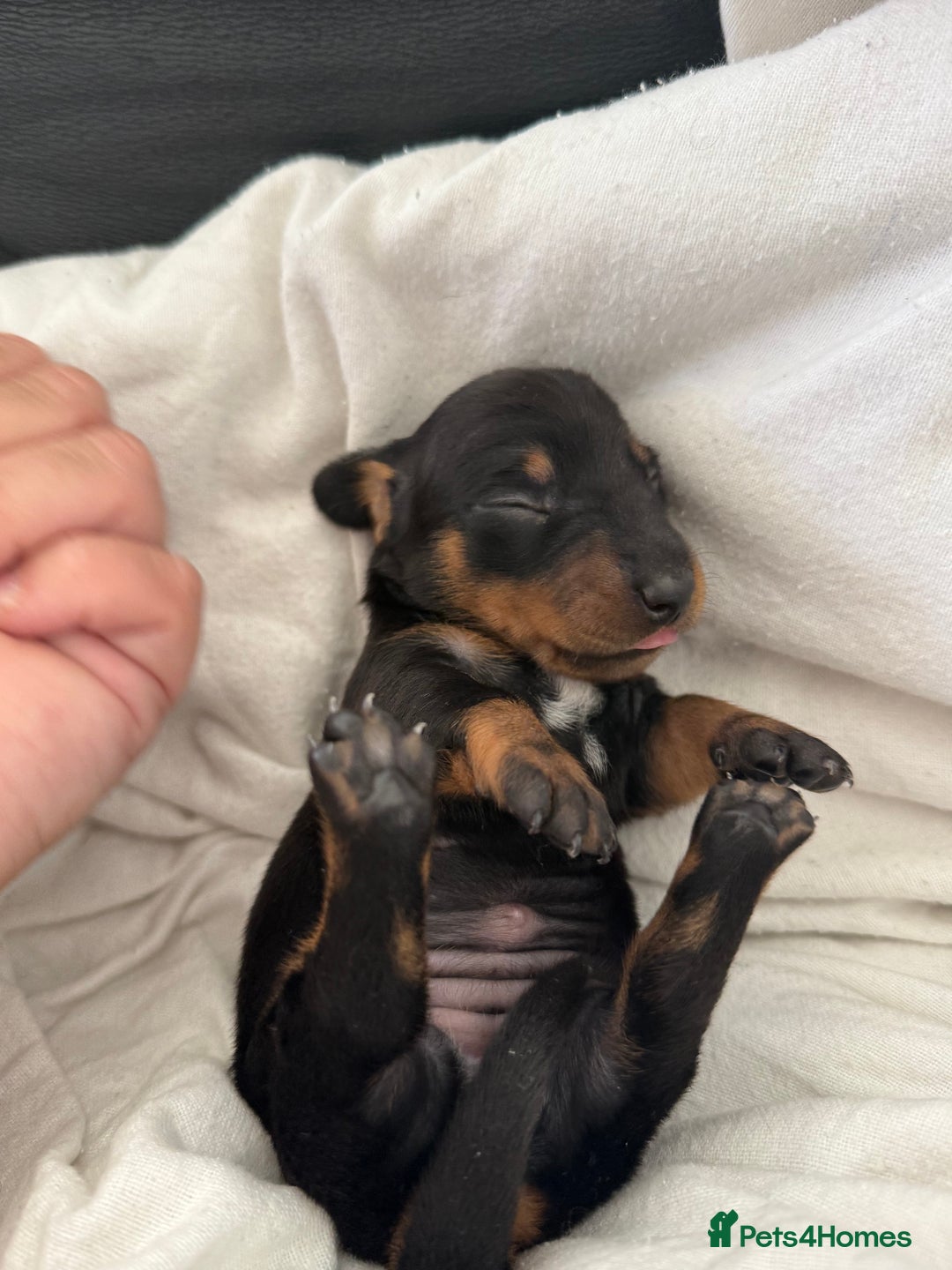 Dachshund dogs for sale: Litter of standard Dachshund  - Image 29