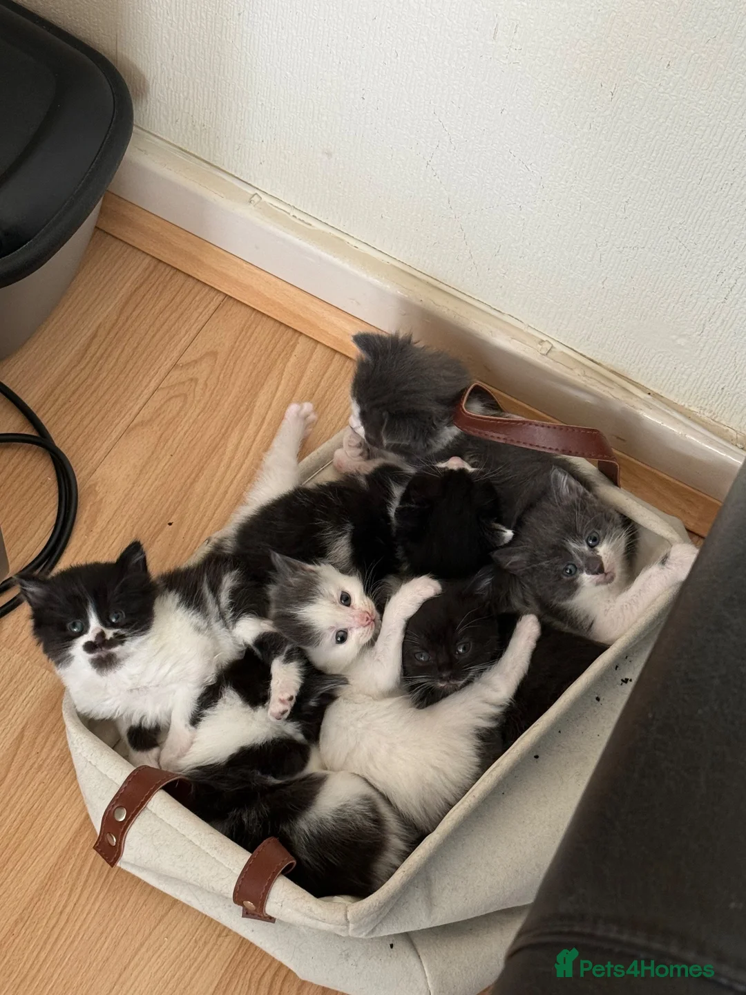 Mixed Breed cats for sale: 7 gorgeous kittens for sale - Advert 2