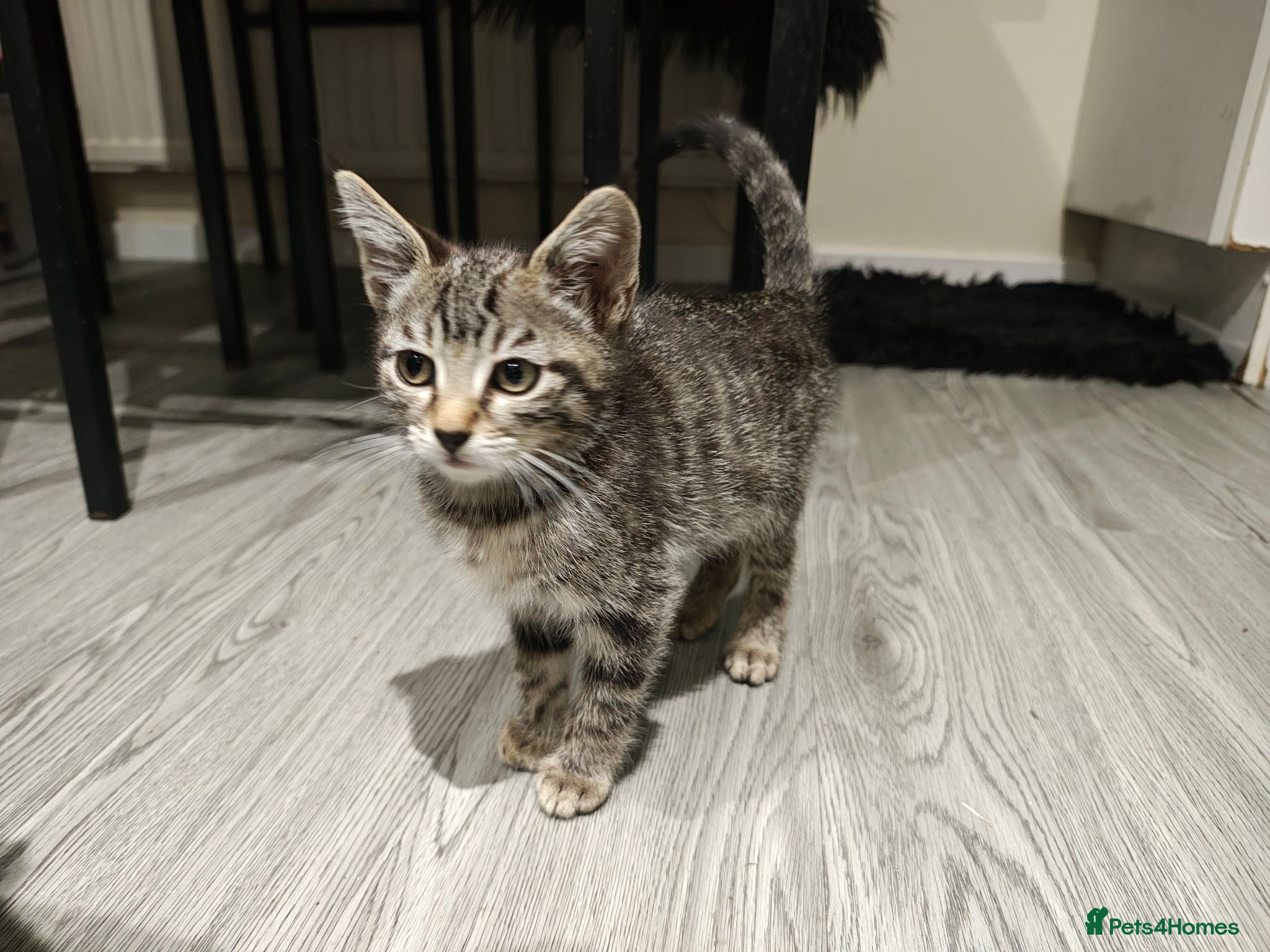 Mixed Breed cats Bengal Marble & British Shorthair  - Advert 2