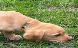 Labrador Retriever dogs for sale: Ready to go! KC reg Labradors (yellow/Foxred) - Image 27