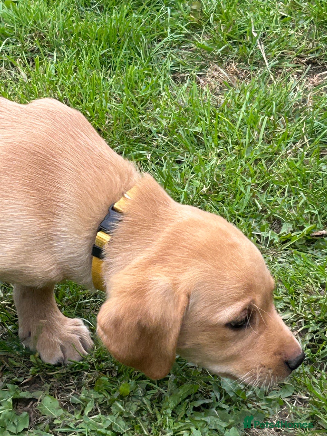 Labrador Retriever dogs for sale: Ready to go! KC reg Labradors (yellow/Foxred) - Image 27