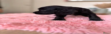 Cocker Spaniel 1