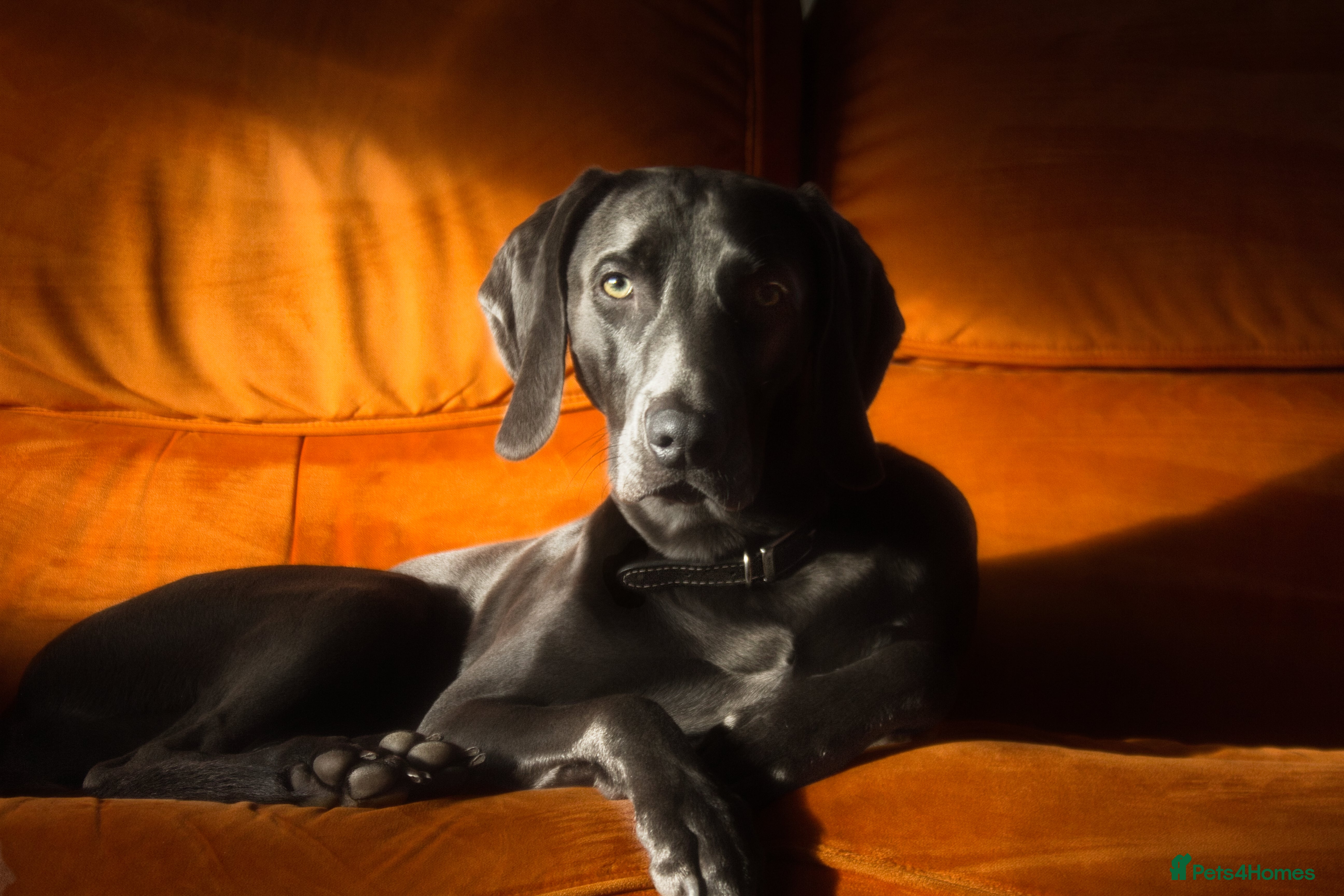 Weimaraner dogs No Cost 1 Year Old Blue Weimaraner For Stud - Advert 2
