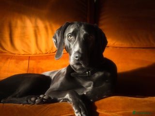 Weimaraner dogs No Cost 1 Year Old Blue Weimaraner For Stud - Advert 4