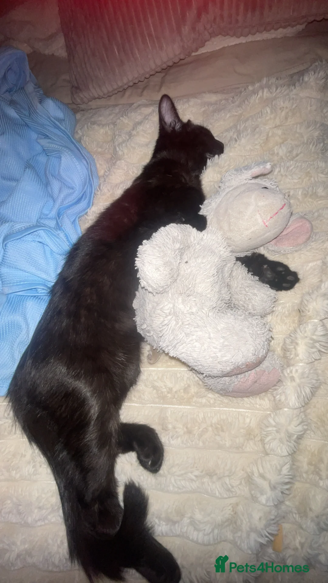 Domestic Shorthair cats for sale: Kitten name is Mavis  in Liverpool - Advert 6