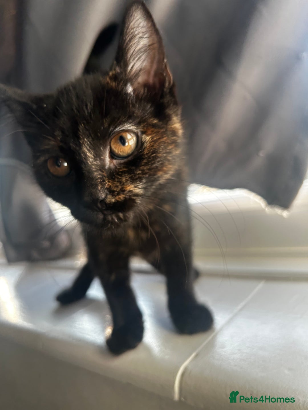 Siberian cats for sale: Siberian x Chartreux - Advert 16