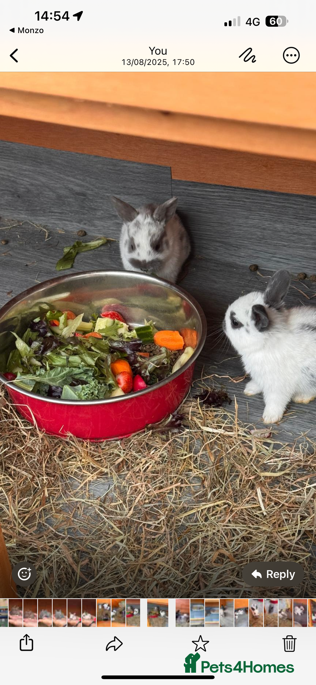 Mixed Breed rabbits for sale: mixed breed baby bunnies  - Image 7