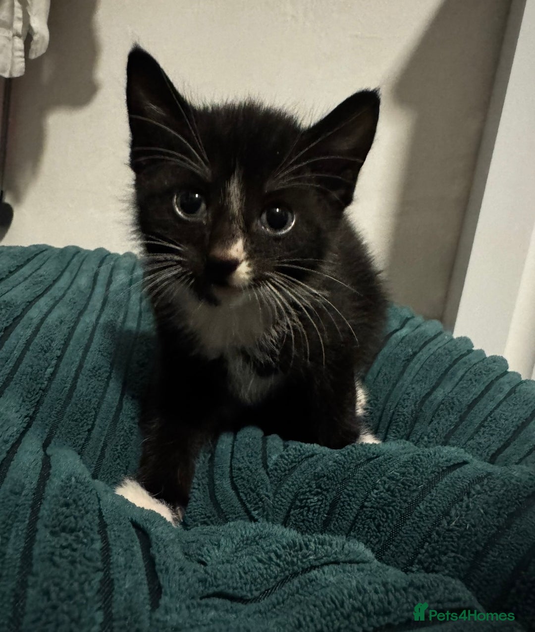 Mixed Breed cats for sale: 5 adorable 9 WEEK OLD kittens ready to go 😻 - Advert 4