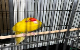 Parrots birds for sale:  Kakariki Pair + Male Indian Ringneck for Sale - Image 3