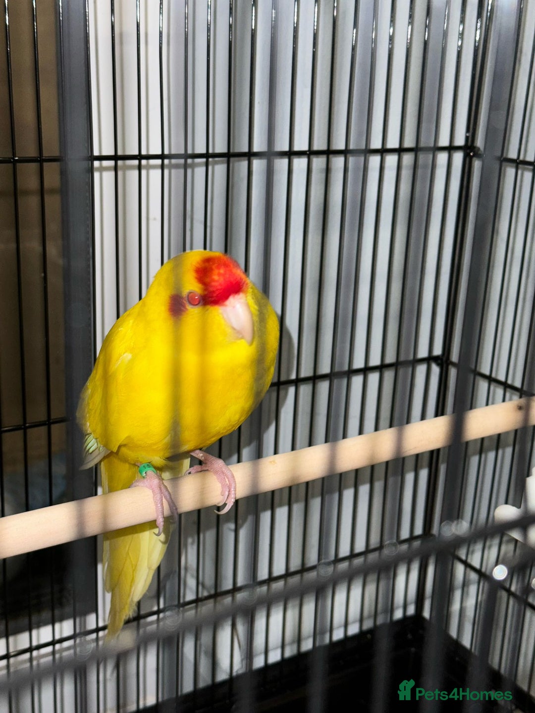 Parrots birds for sale:  Kakariki Pair + Male Indian Ringneck for Sale - Image 3