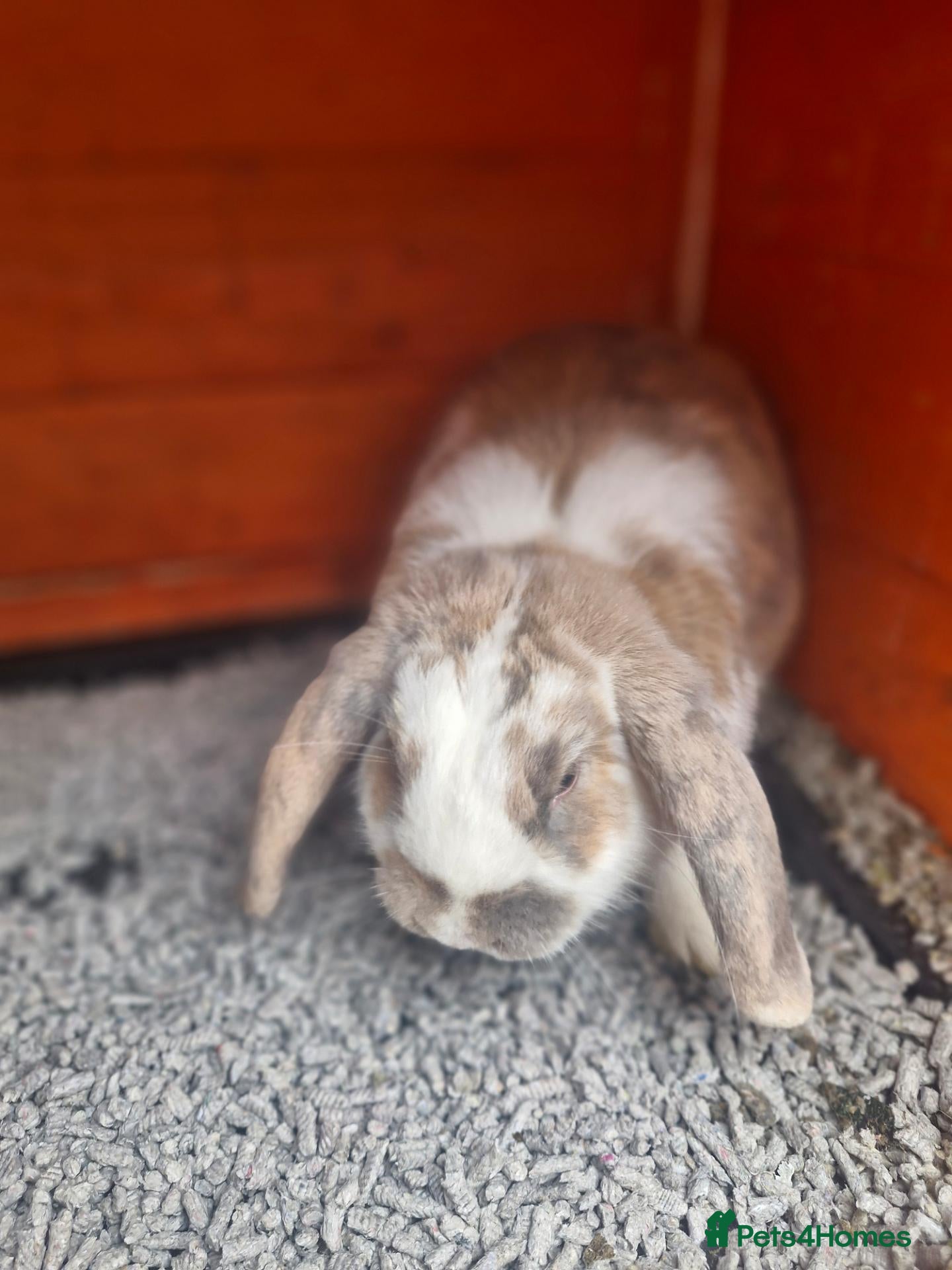 Mini Lop rabbits Mr Grey and Mr Twinkle toes - Advert 2