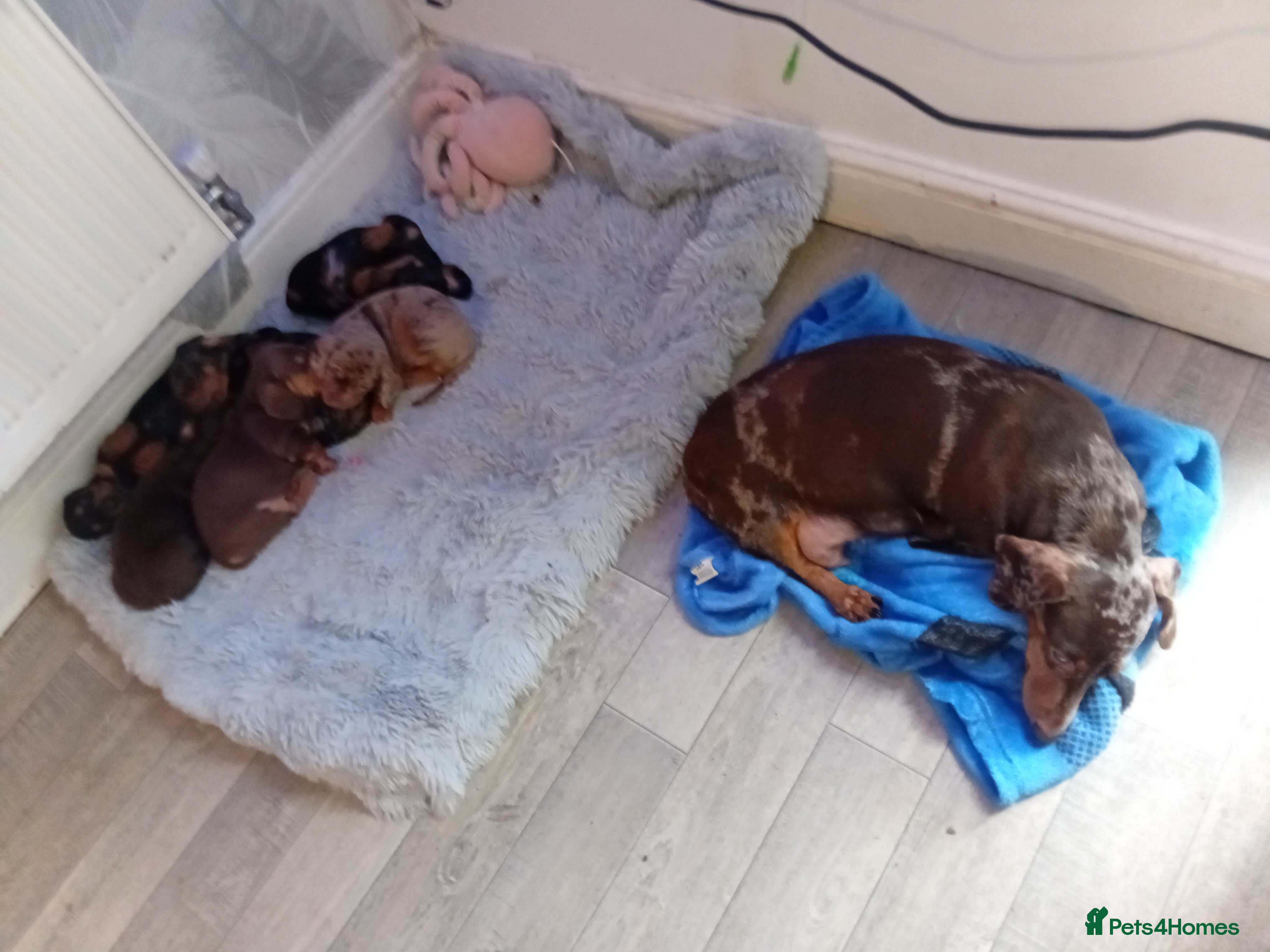 Dachshund dogs Minature dacshund pups - Advert 1