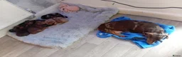 Dachshund dogs for sale: Minature dacshund pups in Northwich - Advert 1