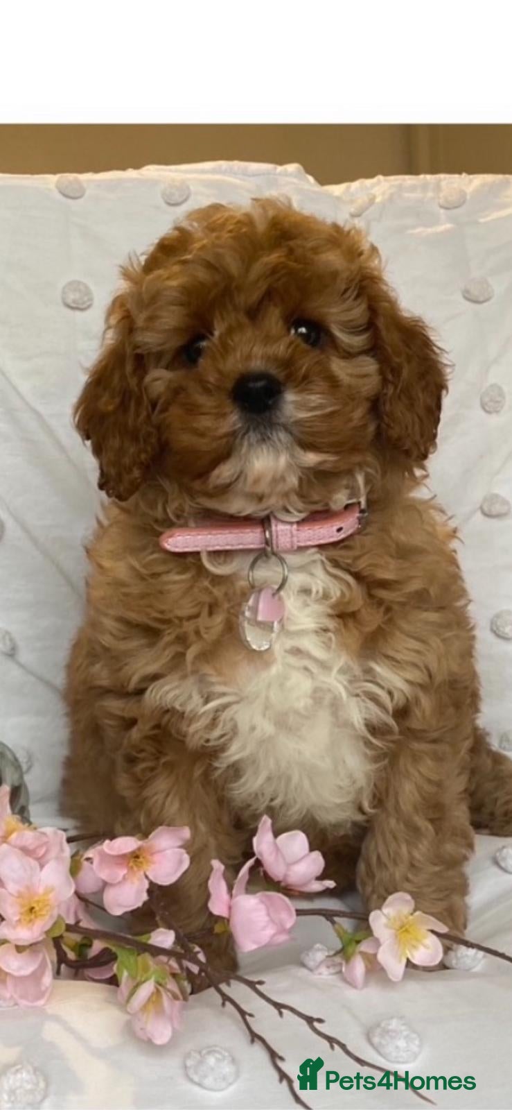 Cavapoo dogs Cavapoo babies ready to go  - Advert 2