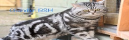 British Shorthair cats for stud: Amazing European lines Classic Tabby BSH in Kettering - Advert 1