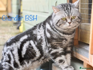 British Shorthair cats in Kettering - Advert 7