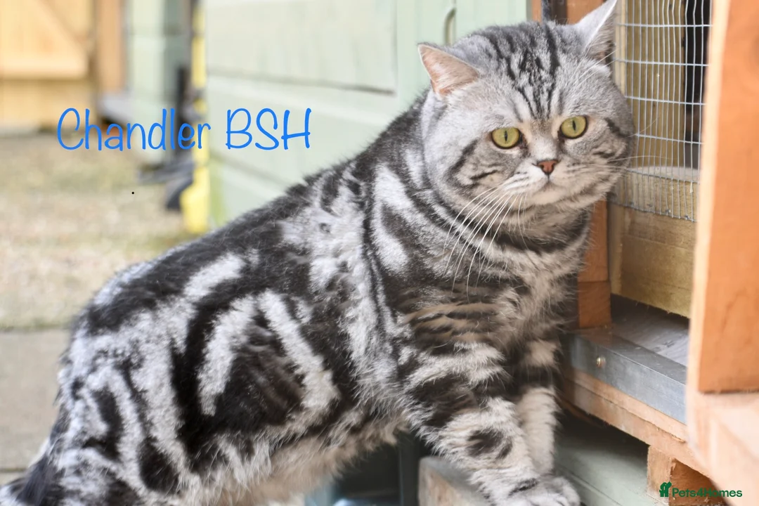 British Shorthair cats for stud: Amazing European lines Classic Tabby BSH in Kettering - Advert 1