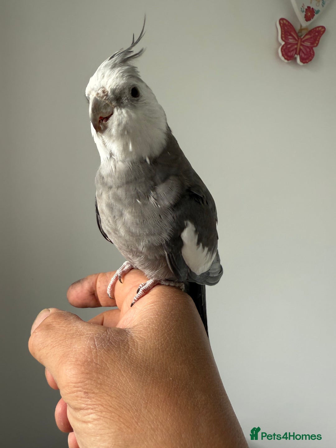 Cockatiels birds for sale: BEAUTIFUL BABY HAND REARED COCKATIEL / BIRDS  in Liverpool - Image 8