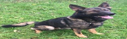 German Shepherd dogs for sale: German Shepherd Boy. - Advert 1