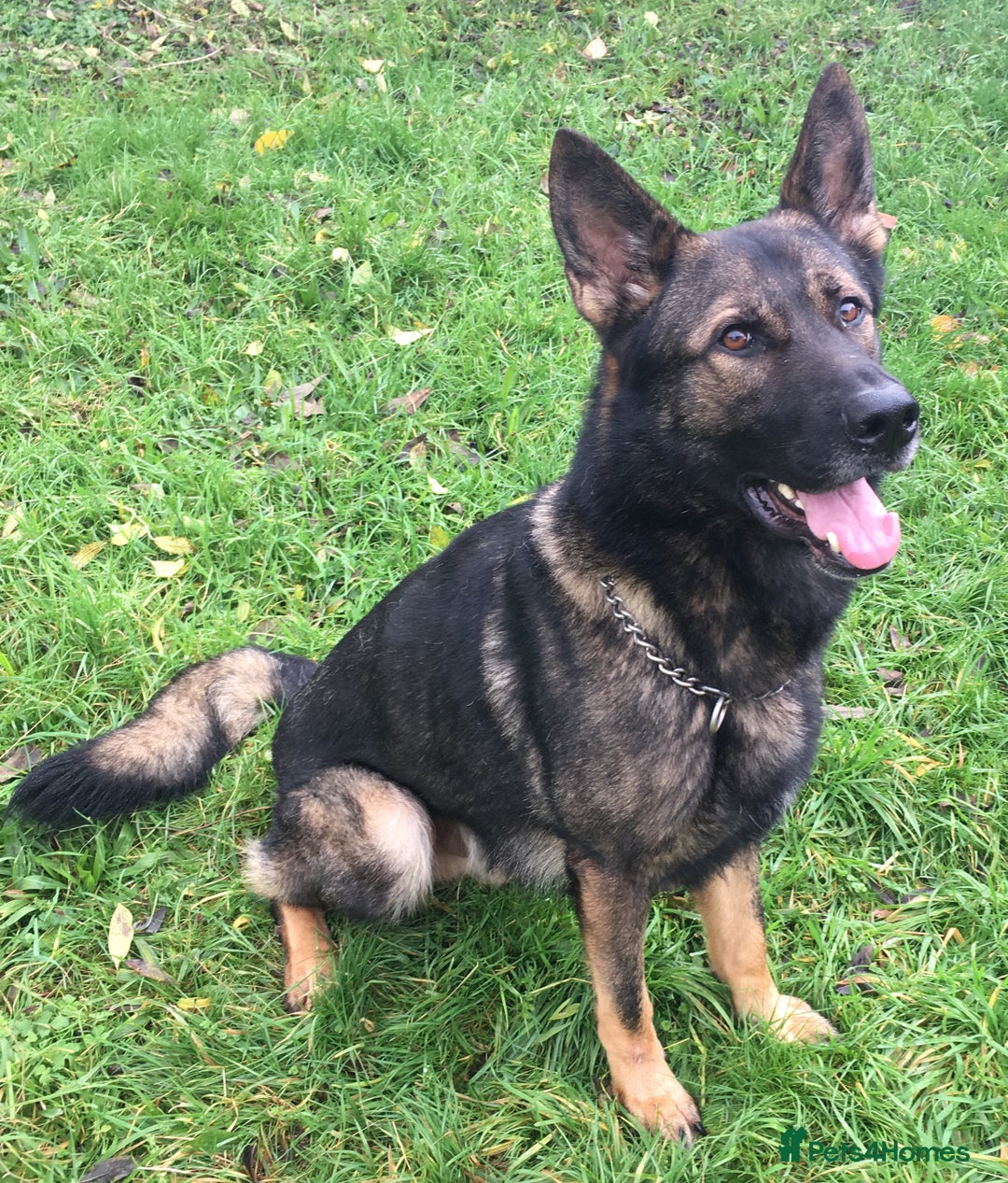 German Shepherd dogs for sale: German Shepherd Boy. - Advert 1