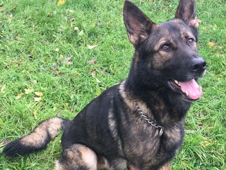 German Shepherd dogs German Shepherd Boy. - Advert 1