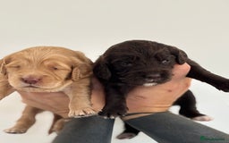 Sprocker dogs for sale: Beautiful, Loveable Spaniels For Sale - Image 18