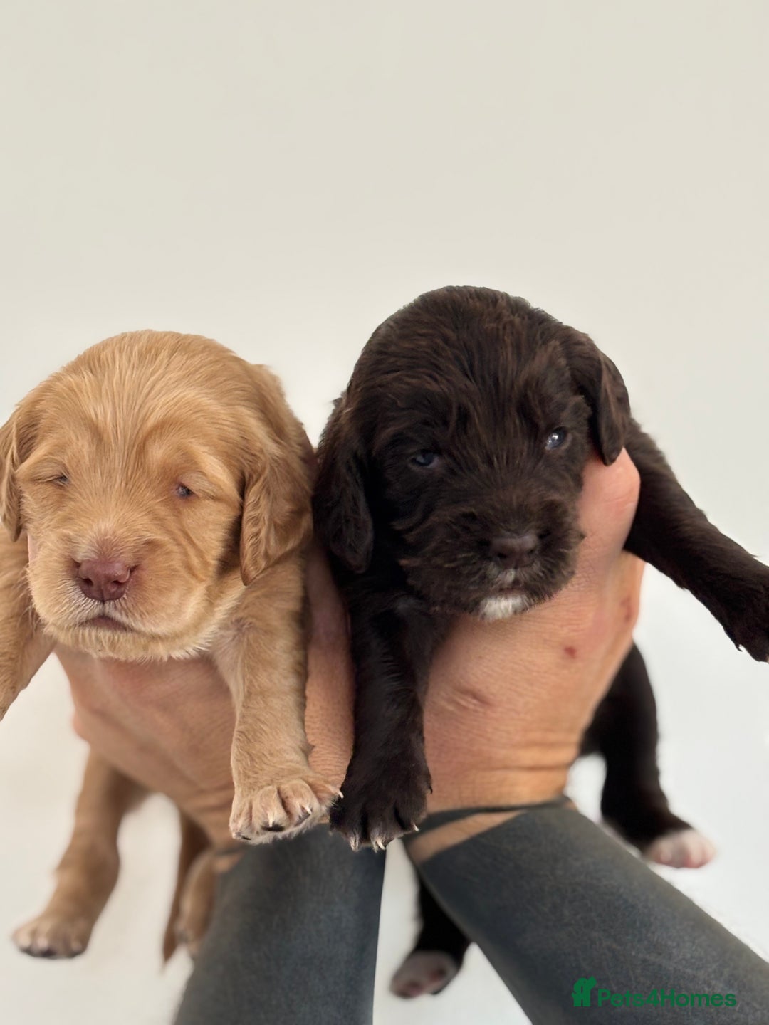 Sprocker dogs for sale: Beautiful, Loveable Spaniels For Sale - Image 18