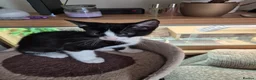 Mixed Breed cats for sale: Kitten looking for loveing home  - Advert 2