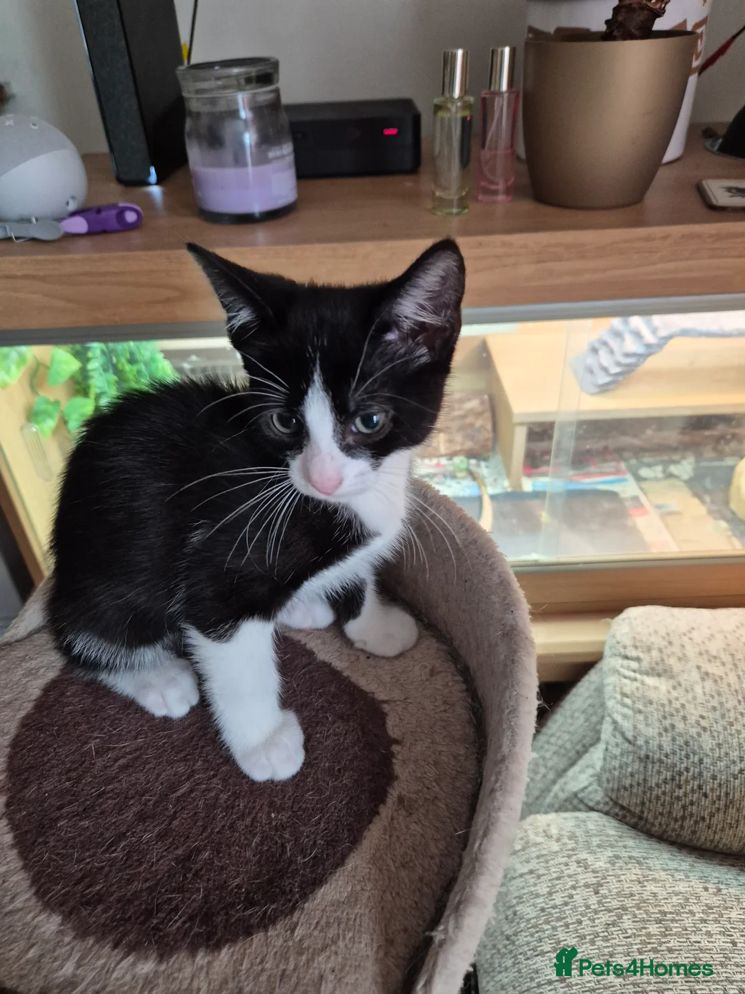 Mixed Breed cats for sale: Kitten looking for loveing home  - Advert 2