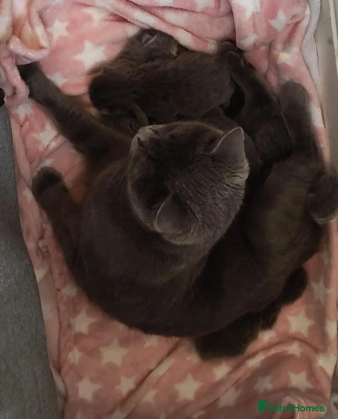 Russian Blue cats for sale: BEAUTIFUL GENTLE RUSSIAN BLUE KITTENS 8 WEEKS OLD - Advert 5