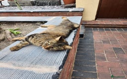 Mixed Breed cats for sale: Half maincoon half moggy mixed breed - Image 4